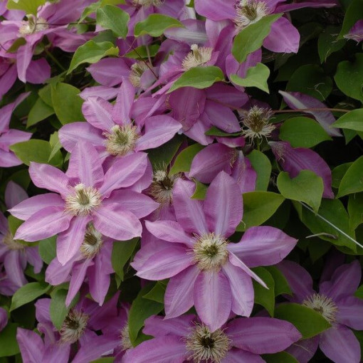 Clématite Vino (à grandes fleurs) pot de 2L