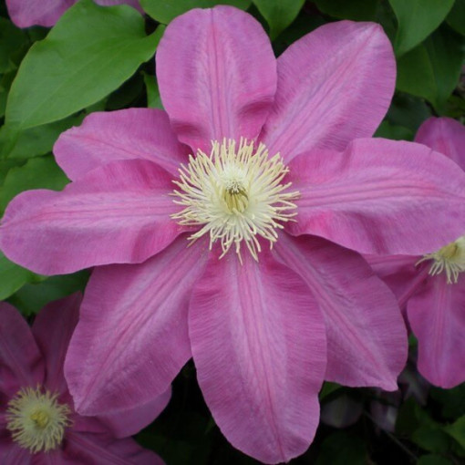 Clématite Vino (à grandes fleurs) pot de 2L