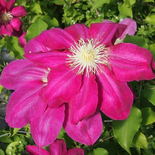Clématite Vino (à grandes fleurs) pot de 2L
