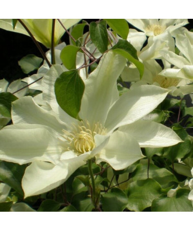 Clematis Moonlight (syn. Yellow Queen), conteneur 2l