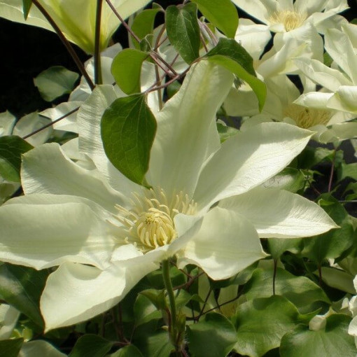 Clematis Moonlight (syn. Yellow Queen), conteneur 2l