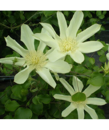 Clematis Moonlight (syn. Yellow Queen), conteneur 2l