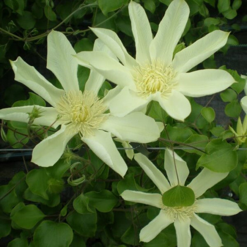 Clematis Moonlight (syn. Yellow Queen), conteneur 2l