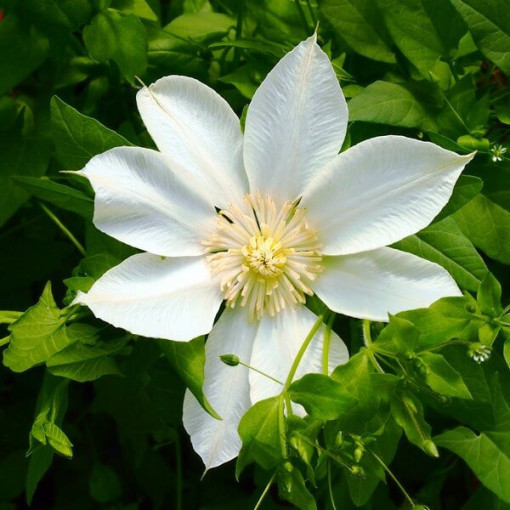 Clematis Moonlight (syn. Yellow Queen), conteneur 2l