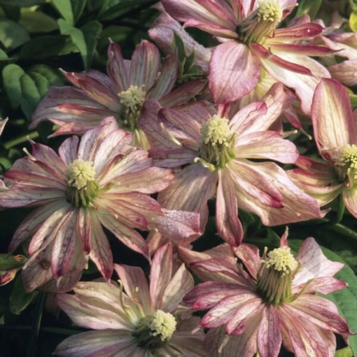 Clematis Montana Marjorie (variété montagne), conteneur 2l
