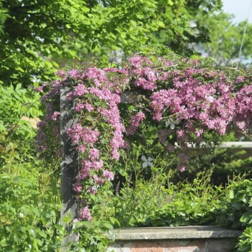 Clematis Montana Marjorie (variété montagne), conteneur 2l