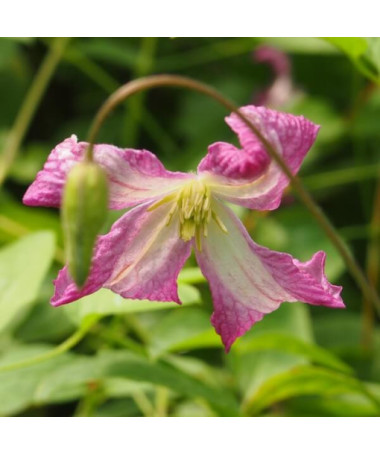 Clematis MINUET (viticella), conteneur 2L