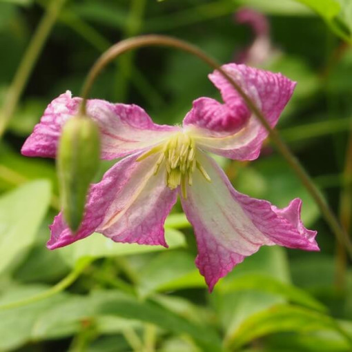 Clematis MINUET (viticella), conteneur 2L