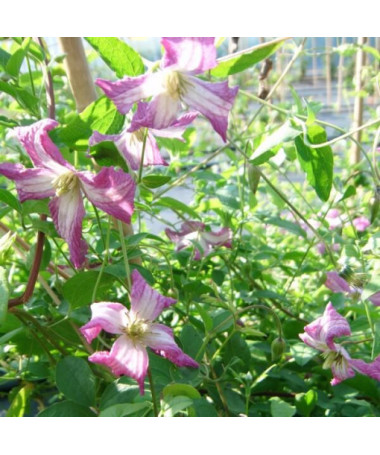 Clematis MINUET (viticella), conteneur 2L