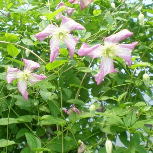 Clematis MINUET (viticella), conteneur 2L