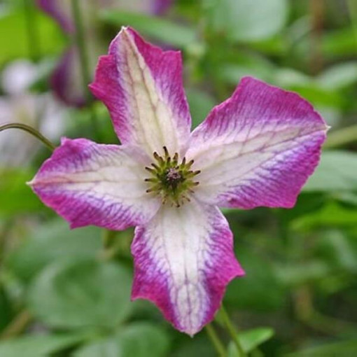 Clematis MINUET (viticella), conteneur 2L