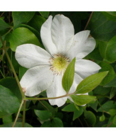 Clematis Lemon Chiffon (à grandes fleurs) pot de 2L