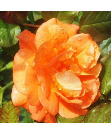 Rose grimpante 'Westerland', pot de 2L