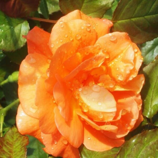 Rose grimpante 'Westerland', pot de 2L