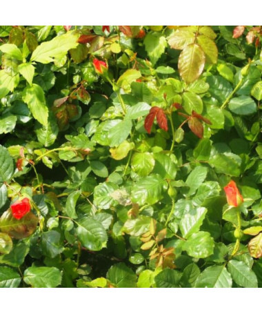 Rose grimpante 'Westerland', pot de 2L