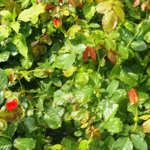 Rose grimpante 'Westerland', pot de 2L