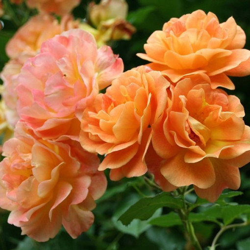Rose grimpante 'Westerland', pot de 2L