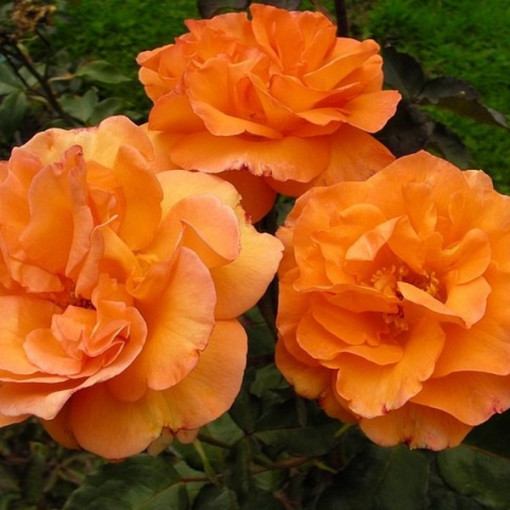 Rose grimpante 'Westerland', pot de 2L