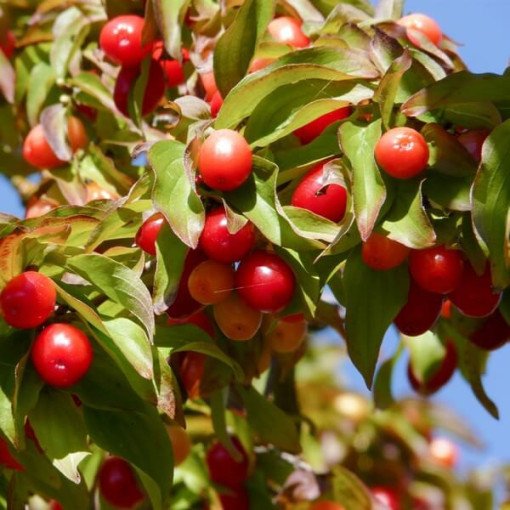 Cornouiller comestible P9/C1