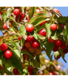 Cornouiller comestible P9/C1