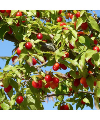 Cornouiller comestible P9/C1