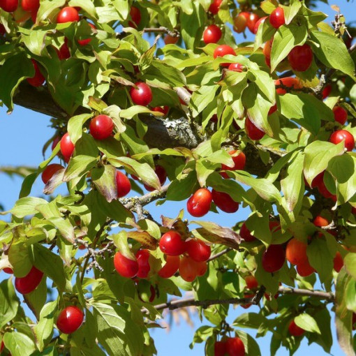 Cornouiller comestible P9/C1