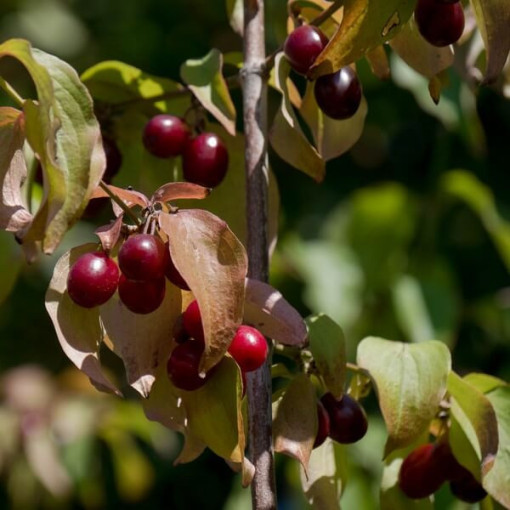 Cornouiller comestible P9/C1