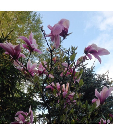 Magnolia 'Galaxy' pot. 2L