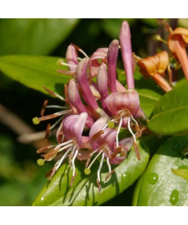 Chèvrefeuille Hekrott PARFUMÉ, pot, 2L