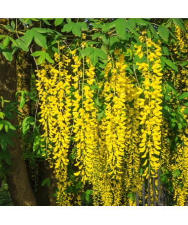 Laburnum commun, pot, 2L