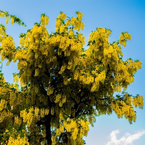 Laburnum commun, pot, 2L