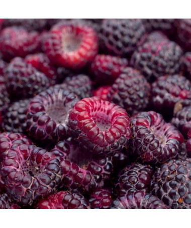 Framboise pourpre Brandywine P9/C1