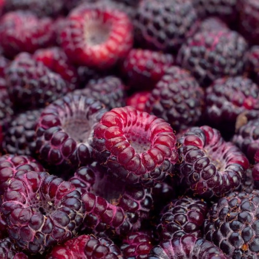 Framboise pourpre Brandywine P9/C1