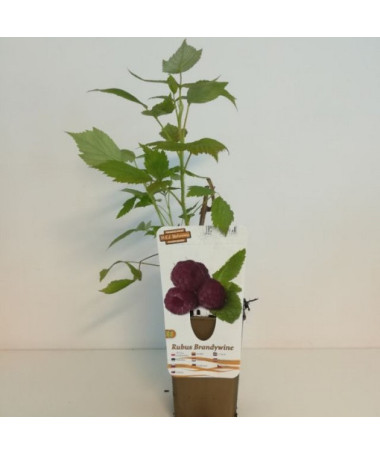 Framboise pourpre Brandywine P9/C1