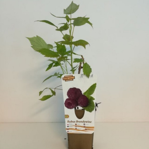 Framboise pourpre Brandywine P9/C1