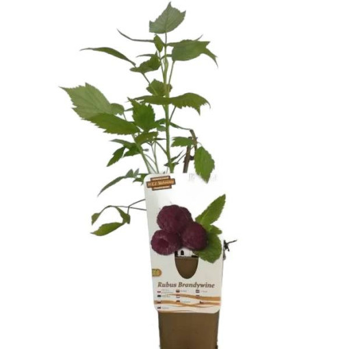 Framboise pourpre Brandywine P9/C1