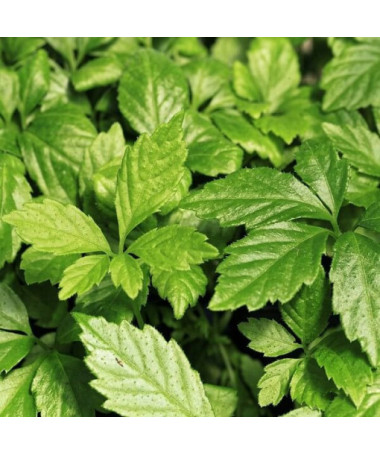 Herbe de longévité - Jiaogulan Gynostemma P9/C1