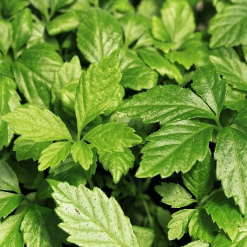 Herbe de longévité - Jiaogulan Gynostemma P9/C1