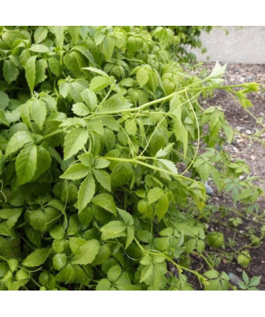 Herbe de longévité - Jiaogulan Gynostemma P9/C1