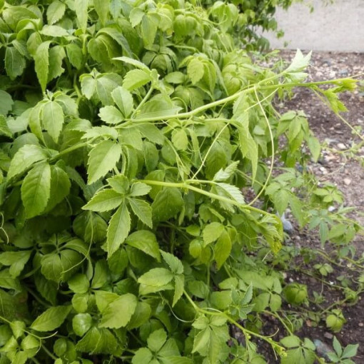 Herbe de longévité - Jiaogulan Gynostemma P9/C1