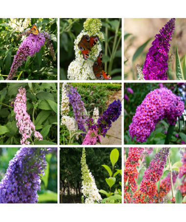 Lot de 5 pcs - Buddleia en pots de 2L