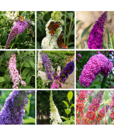 Lot de 5 pcs - Buddleia en pots de 2L