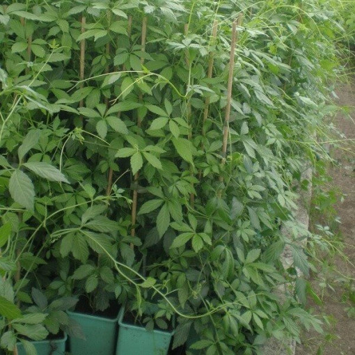 Herbe de longévité - Jiaogulan Gynostemma P9/C1