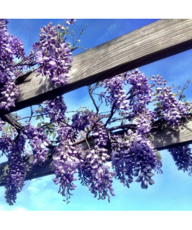 Glycine chinoise BLEU-VIOLET pot, 4L