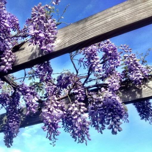 Glycine chinoise BLEU-VIOLET pot, 4L
