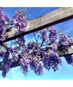 Glycine chinoise BLEU-VIOLET pot, 4L
