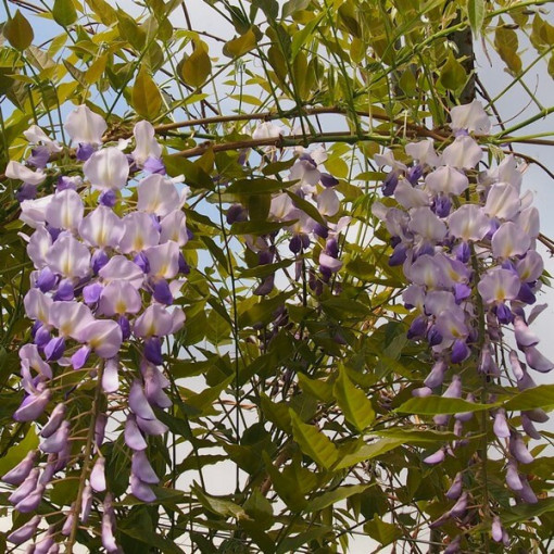 Glycine chinoise BLEU-VIOLET pot, 4L