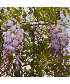 Glycine de Chine BLEU-VIOLET simple, 2l