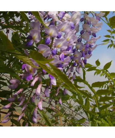 Glycine de Chine BLEU-VIOLET simple, 2l