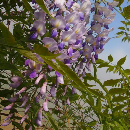 Glycine de Chine BLEU-VIOLET simple, 2l